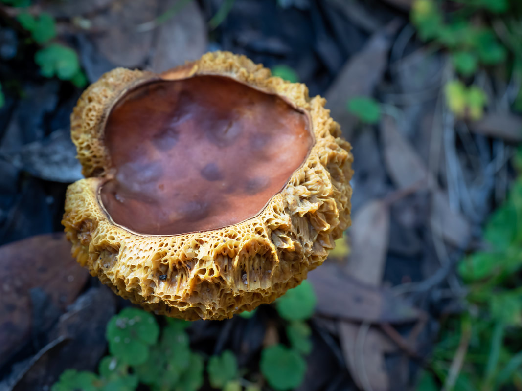 Decaying specimen of Boletellus obscurecoccineus fungi, funghi. Arthur's Seat State Park, Victoria, Australia