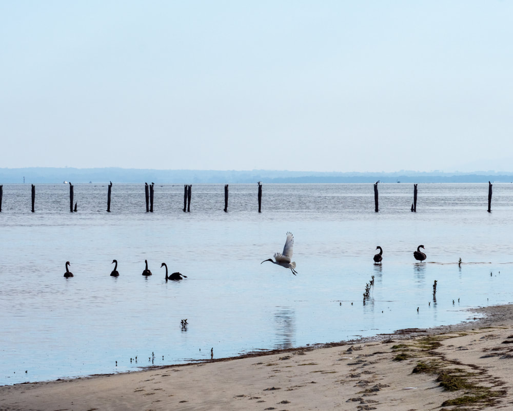 French Island, Victoria, Australia. French Island National Park. The Old Pier, Black Swans and Ibis.