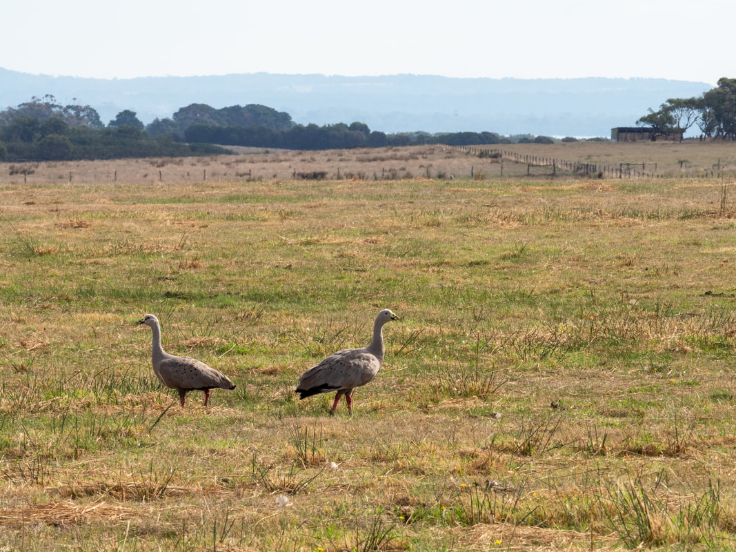 French Island, Victoria, Australia. French Island National Park. Cape Barren Geese. 
