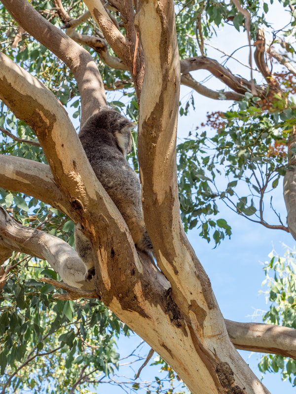 French Island, Victoria, Australia. French Island National Park. Koala.