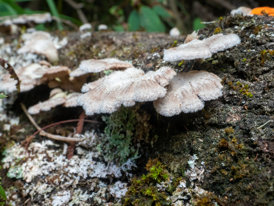 Splitgill (Schizophyllum commune) fungi. Mornington Peninsula, Victoria, Australia. Hairy fan-shaped Splitgill fungi.