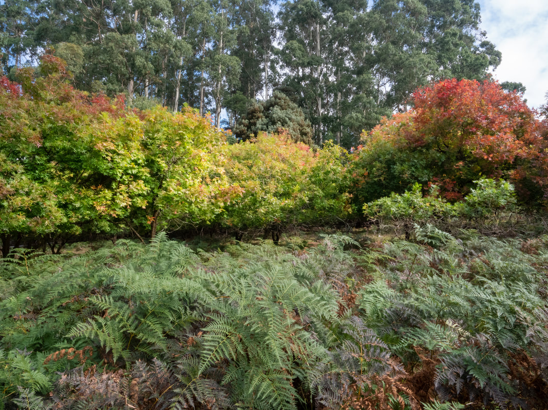 R.J Hamer Arboretum, Olinda, Victoria