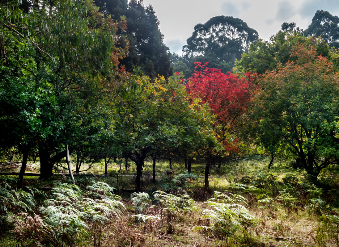 R.J Hamer Arboretum, Olinda, Victoria