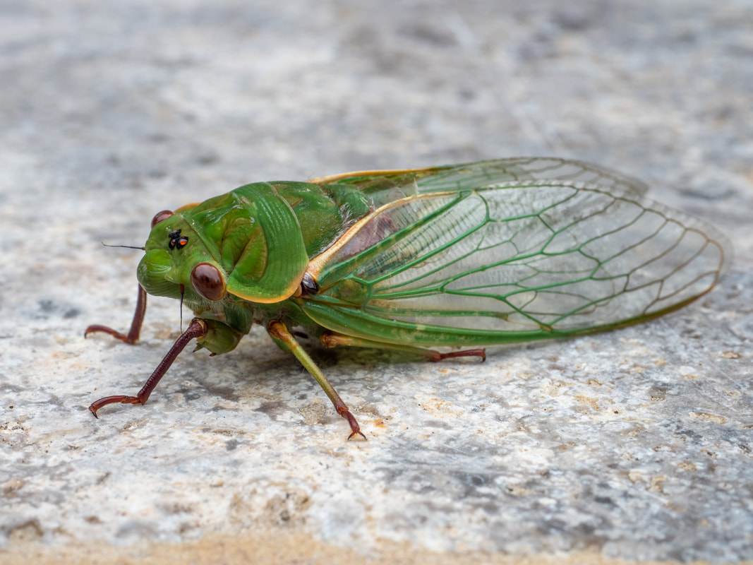 Cicada, Victoria, Australia