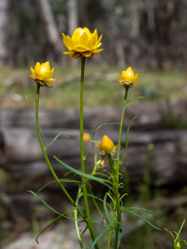 Yellow Everlasting Daisy, Hepburn Springs, Victoria, Australia.