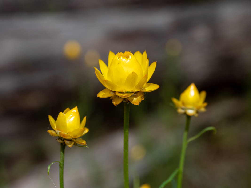 Yellow Everlasting Daisy, Hepburn Springs, Victoria, Australia.