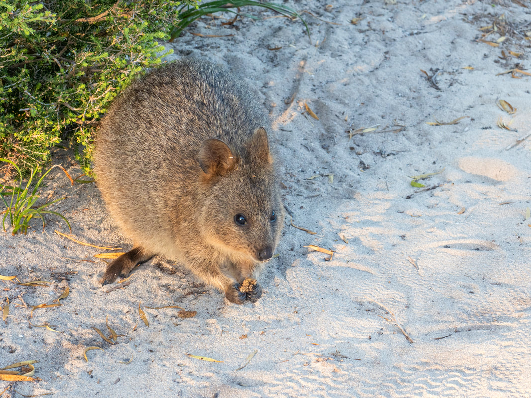 Cute Quokka, Rottnest Island, Perth, Western Australia. Native mammal. Animal. Australian. 