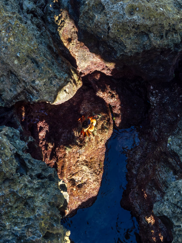 Crab on the jetty rocks in a patch of sunshine. Rottnest Island, Western Australian.