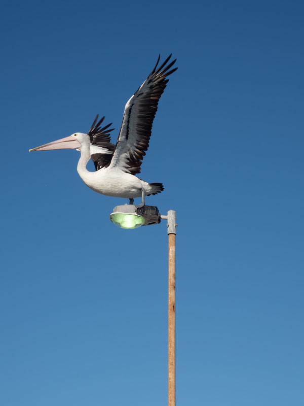 Pelican, Rottnest Island.