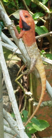 Oriental Garden Lizard or Changeable Lizard, Calotes versicolor Singapore Botanical Gardens 
