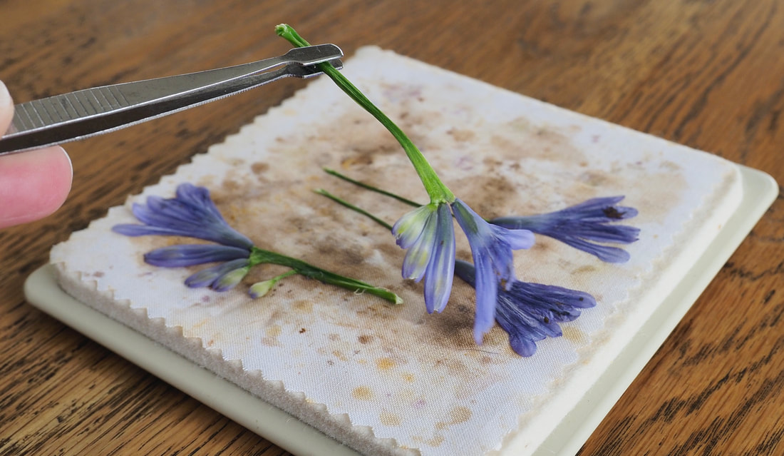 Microfleur Microwave Flower Press. Fully illustrated tutorial for creating your own beautiful pressed flowers.