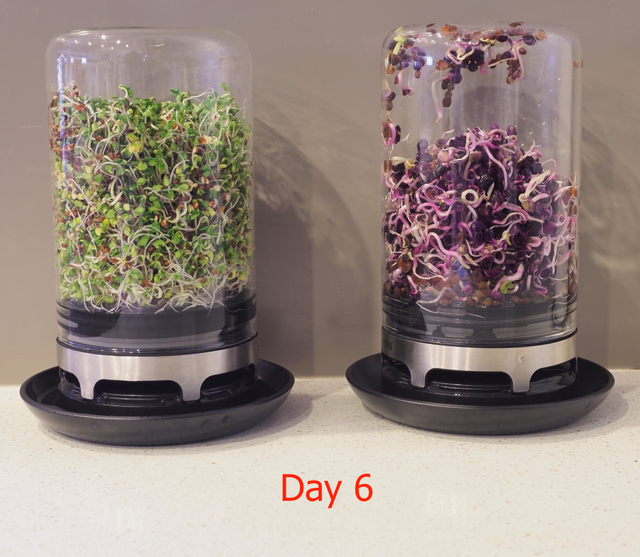 Growing Broccoli & Radish Sprouts in a GEFU BIVITA Sprouting jar. Fully illustrated.