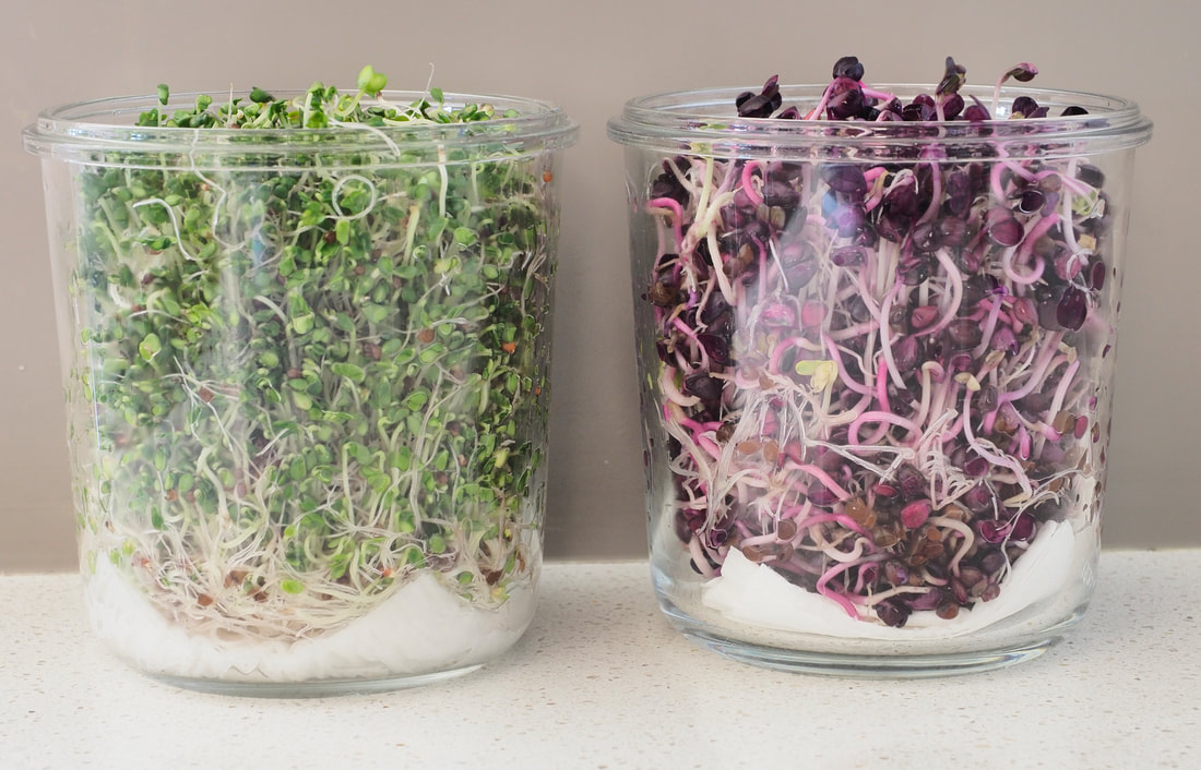 Growing Broccoli & Radish Sprouts in a GEFU BIVITA Sprouting jar. Fully illustrated.