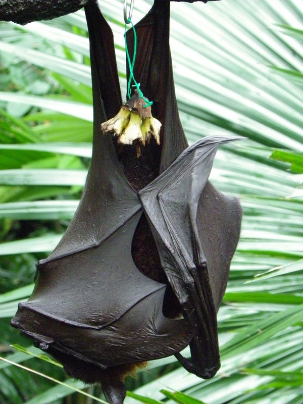 Malayan Flying Fox bat in the fragile forest enclosure singapore zoo