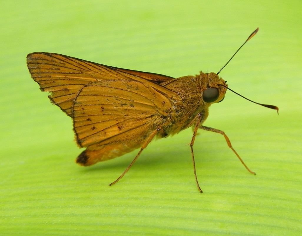 Moth Malaysia