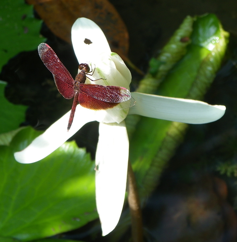 Dragonfly - Maroon Darter, Neurothemis Fluctuans Singapore Botanical Gardens