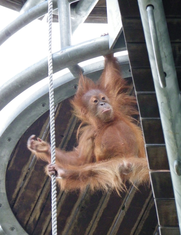 Orangutan Infant, Perth Zoo, Western Australia