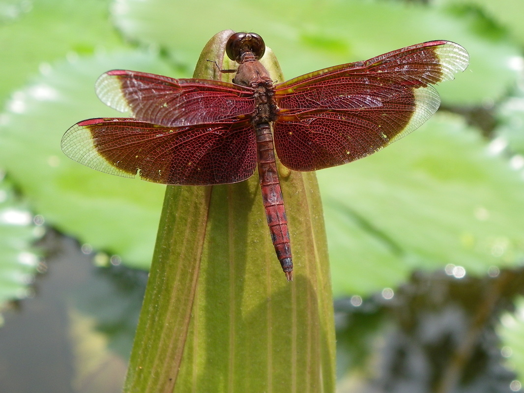Dragonfly - Maroon Darter, Neurothemis fluctuans  Singapore Botanical Gardens Lilly pads flowers