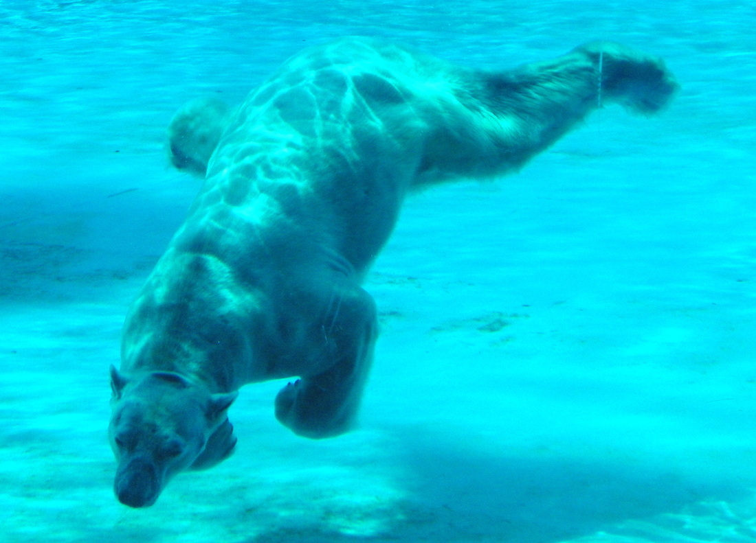 Inuka Polar Bear Singapore Zoo at the Frozen Tundra exhibit