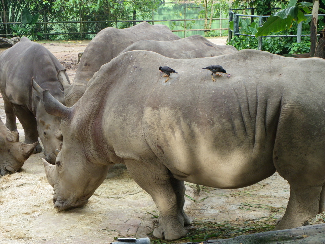 White Rhinoceros with calf singapore zoo with Indian Mynar Birds pecking wounds