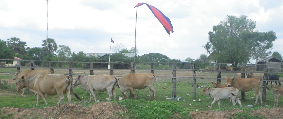 Herd of cattle, Cambodia.