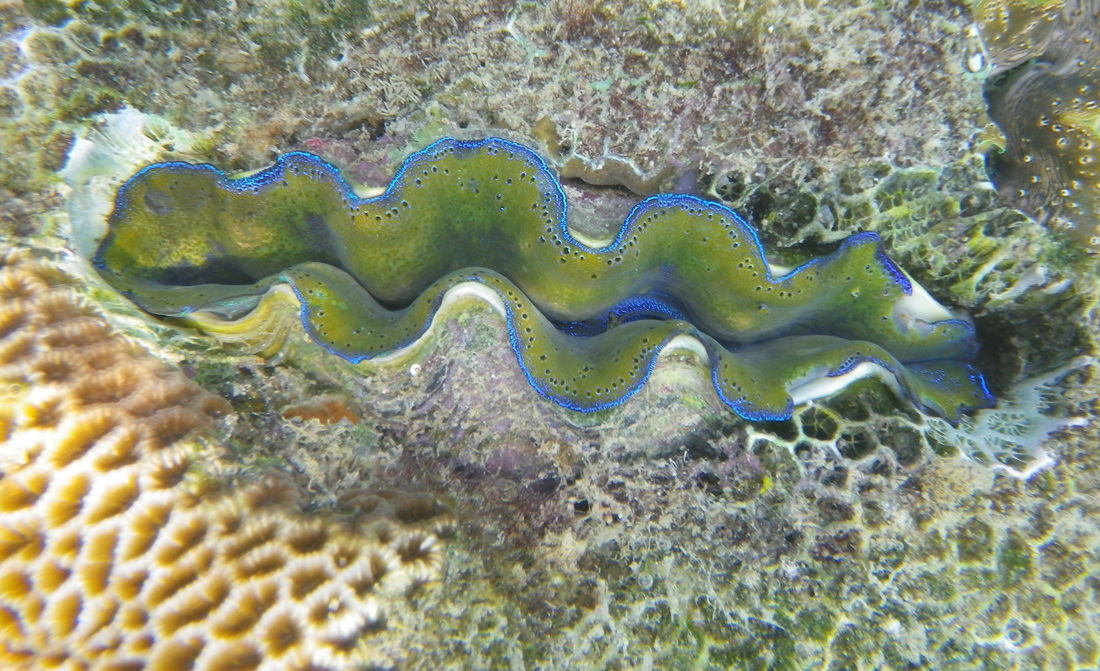 Coral, Sibu Island , Malaysia