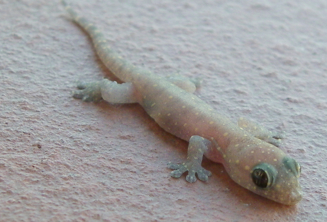 Gecko, Malaysia