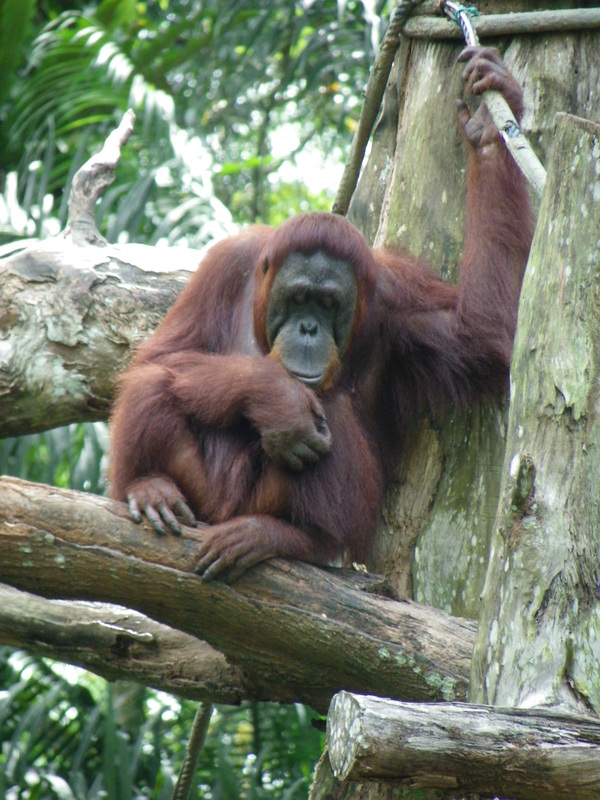 Orangutan Singapore Zoo