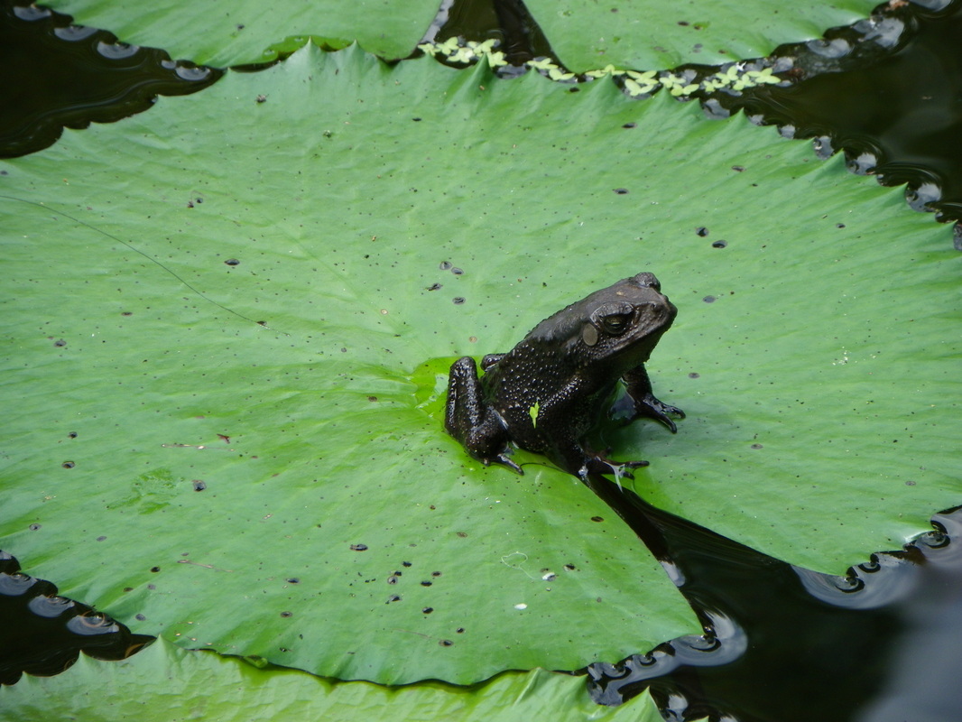 frog on lilly pad singapore botanical gardens 