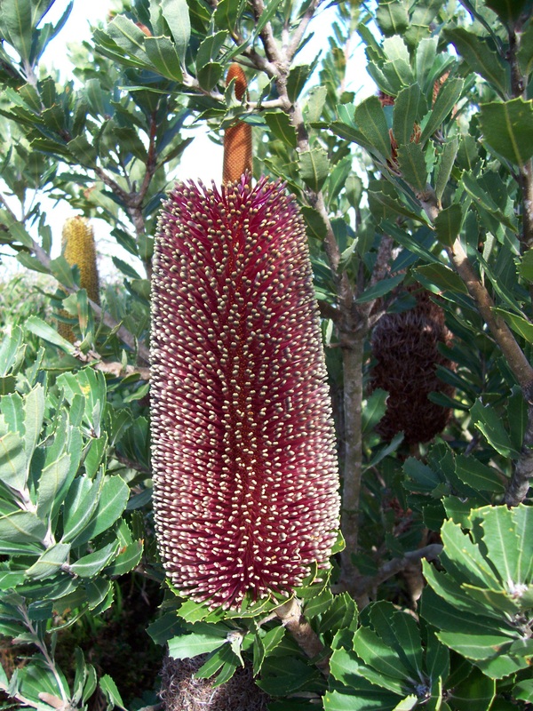 Banksia Flower, Albany Wind Farm, Western Australia