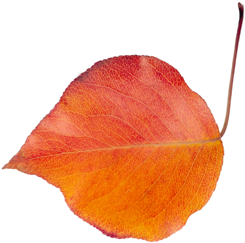 Autumn Leaf isolated onto white background