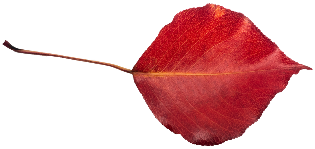 Autumn Leaf isolated onto transparent background