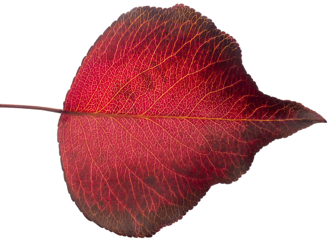 Autumn Leaf isolated onto white background