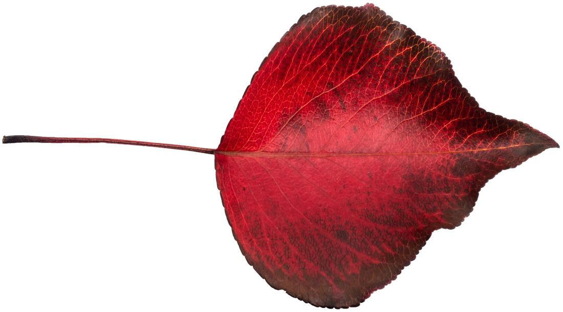 Autumn Leaf isolated onto transparent background