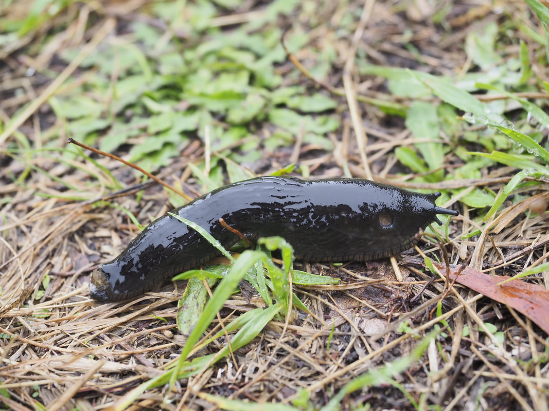 Black Keeled Slug, Arion ater, Black Arion, European Black Slug, large black slug. Free stock Photo.