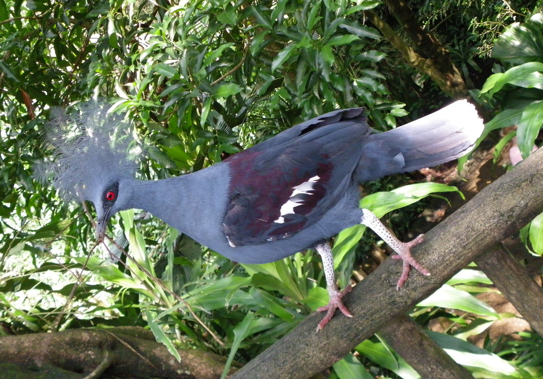 Western Crowned Pigeon, Common Crowned Pigeon or Blue Crowned Pigeon, Goura cristata, Fragile Forest, Singapore zoo