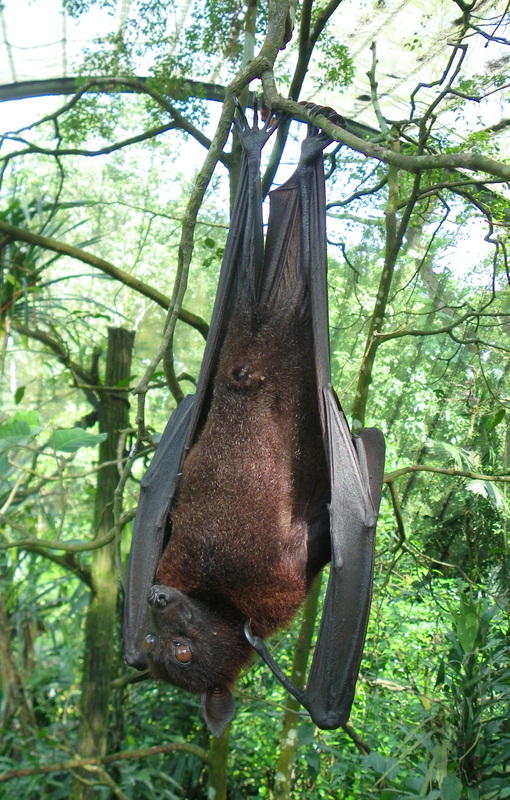 Malayan Flying Fox bat in the fragile forest enclosure singapore zoo