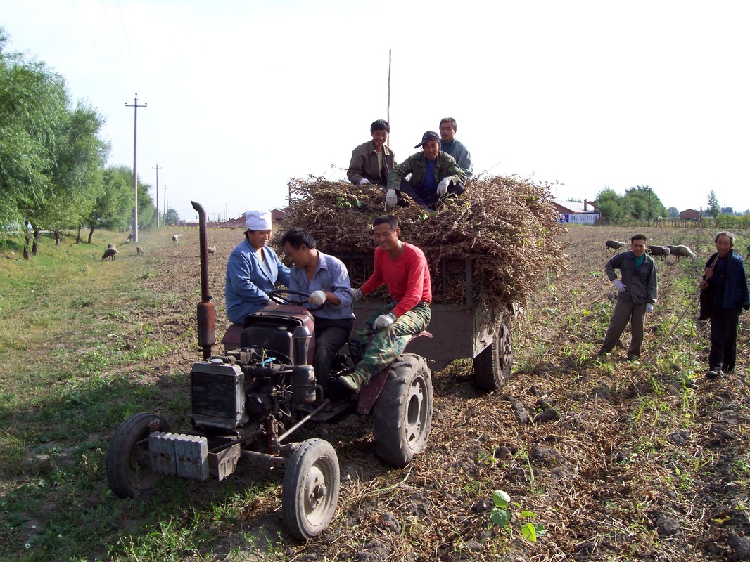Rural China, harvesting, tractor, crops