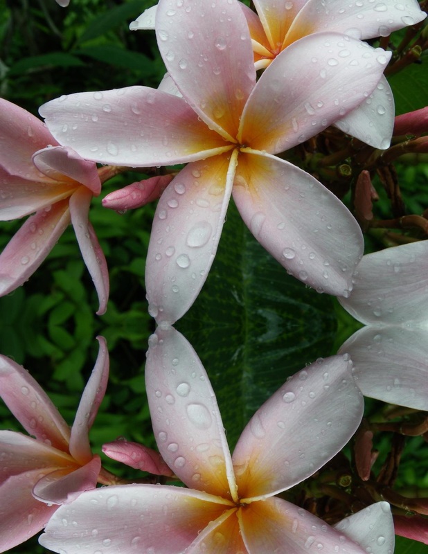 free print your own scrapbooking papers frangipani flower