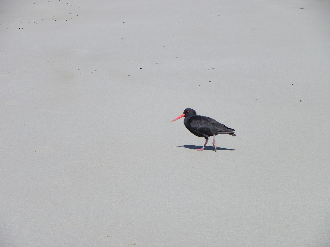 Seabird, Norman Bay, Wilsons Promontory National Park, Victoria, Australia