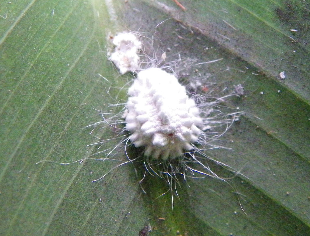 Scale Insect, Malaysia