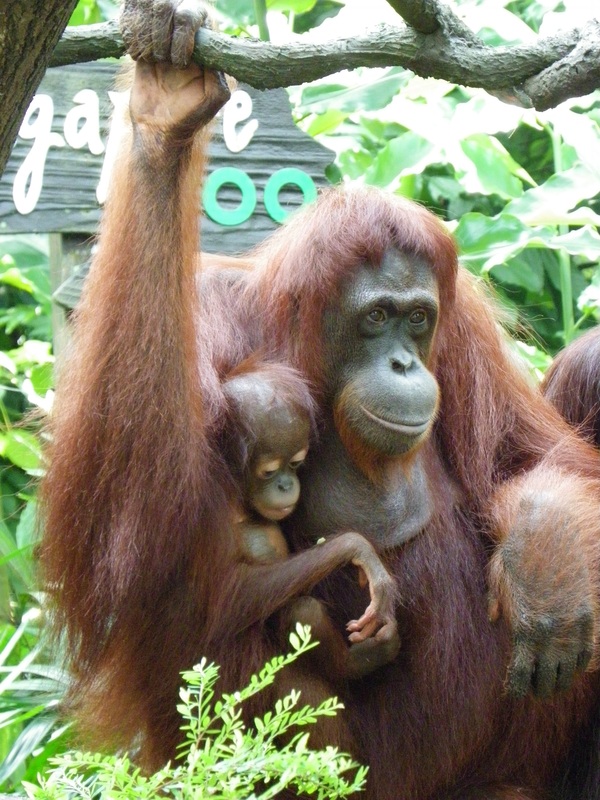 Orangutan Singapore Zoo Baby Infant