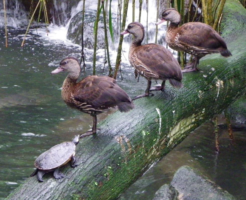 Ducks singapore zoo 