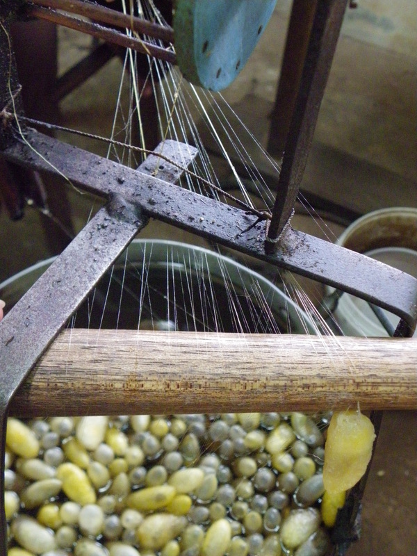 harvesting silk threads from silk worm cocoons Angkor silk farm Siem Reap anti sans d angkor cambodia