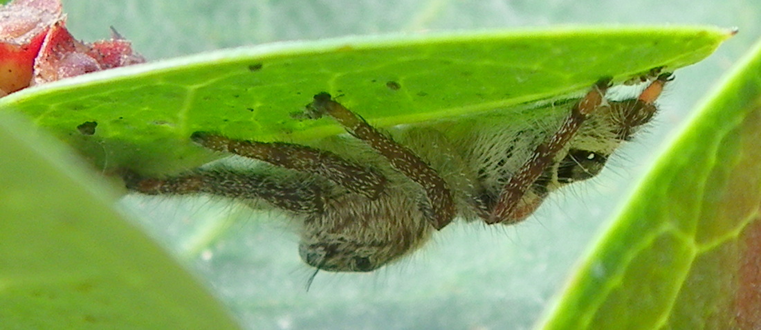 Spider under leaf, Rider's lodge, Malaysia