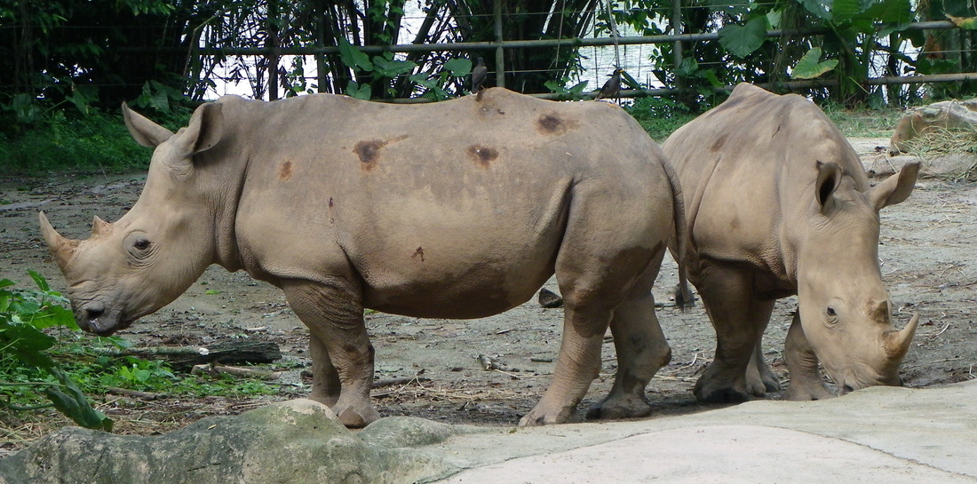 White Rhinoceros singapore zoo