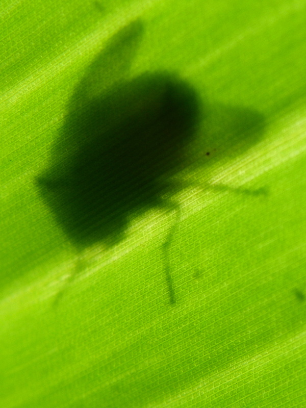 Fly Shadow on leaf, Malaysia
