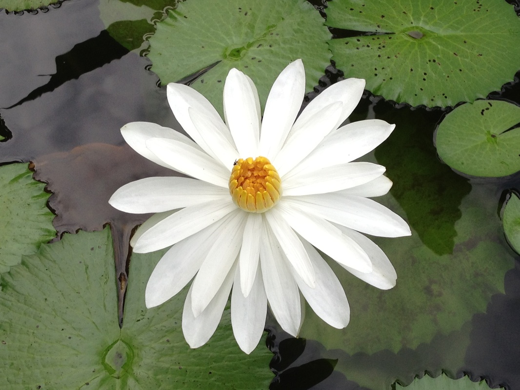 White Lilly Flower singapore botanical gardens