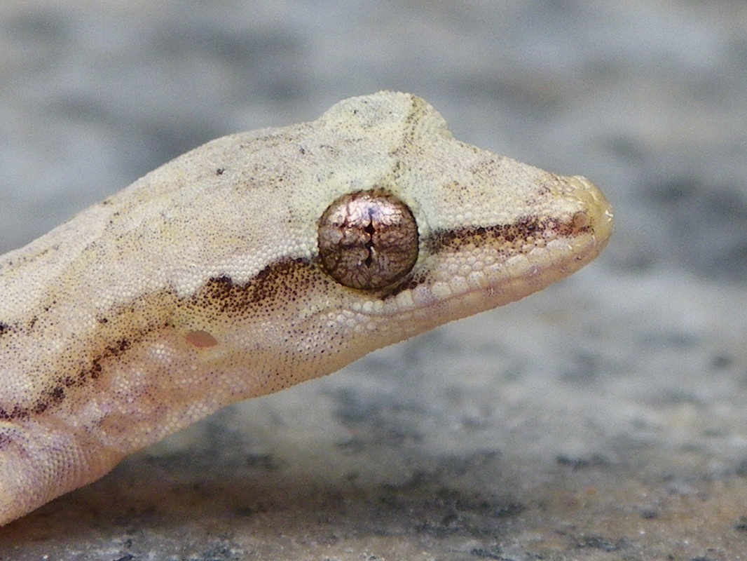 Flat tailed Gecko Cosymbotus platyurus reptile Singapore