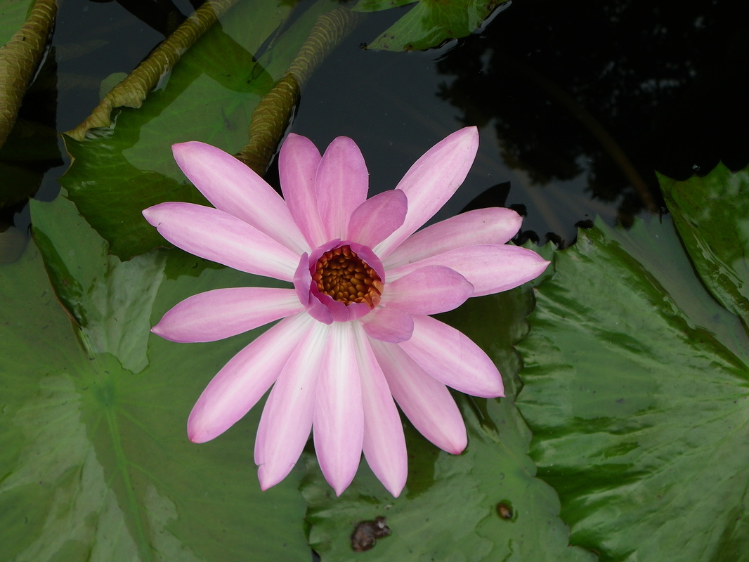 Pink Lilly Flower  Singapore Botanical Gardens